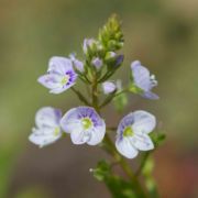 Speedwell, Great Water