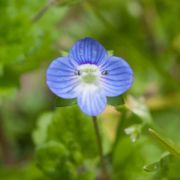 Speedwell, Persian
