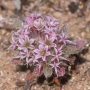 Spineflower, Monterey