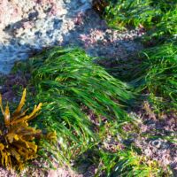 Surf-grass, Scouler's