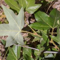 Sycamore, California