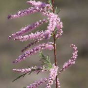 Tamarisk, Small-flowered