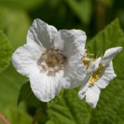 Thimbleberry