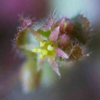 Threadstem, Woodland