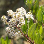 Toyon