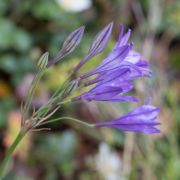 Ithuriel's Spear Ithuriel's Spear