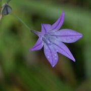 Triteleia, Common