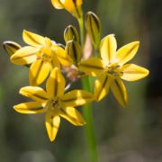 Triteleia, Dark-mouthed