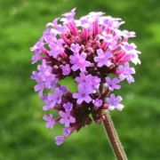 Vervain, Purpletop