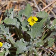 Violet, Goosefoot Yellow