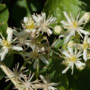 Virgin's Bower, Western