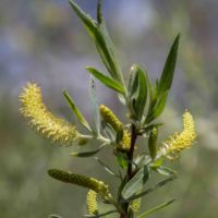 Willow, Sandbar/Hinds'