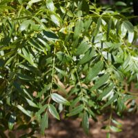 Walnut, Northern California