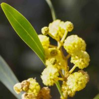Acacia, Everblooming
