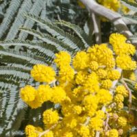 Wattle, Silver