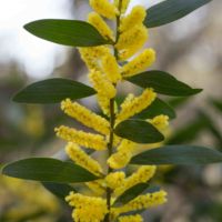 Wattle, Sydney Golden