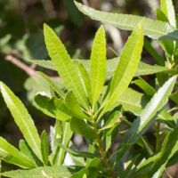 Wax Myrtle, California