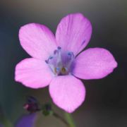 Woodland-gilia, Splendid