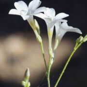 Woodland-gilia, Splendid