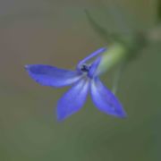 Lobelia, Rothrock's