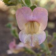 Snapdragon, Oval-leaved