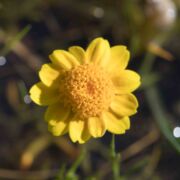 Goldfields, Contra Costa