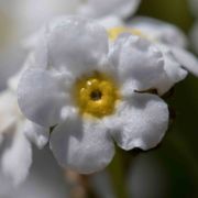 Popcornflower, Hickman's