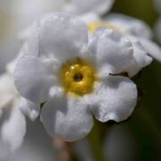 Popcornflower, Hickman's