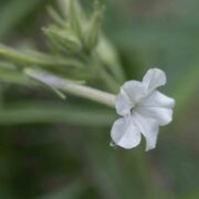 Tobacco, Many-flowered