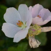 Bush Mallow, Carmel Valley