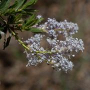 Ceanothus, La Cuesta