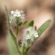 Cryptantha, Dwarf