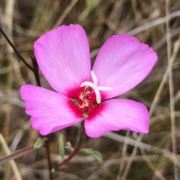 Clarkia, Ruby Chalice