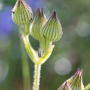 Catchfly, Manynerved