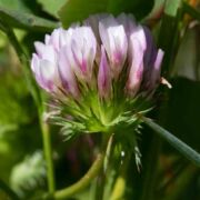 Clover, Pacific Grove