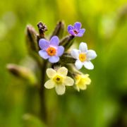 Forget-me-not, Changing