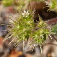 Spineflower, Fort Ord