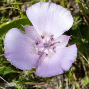 Star Tulip, Large-flowered