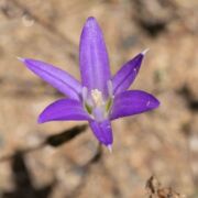 Brodiaea, Harvest