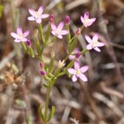 Centaury, Slender Centaury, Slender