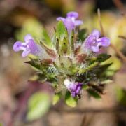 Pogogyne, Thyme-leaved