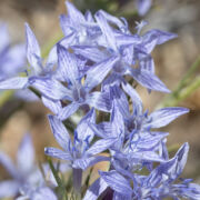 Woollystar, Perennial