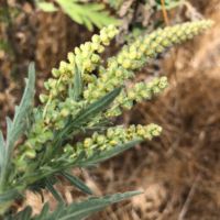 Ragweed, Western/Common
