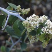 Whitethorn, Coast Ceanothus incanus