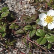 Strawberry, Beach Fragaria chiloensis