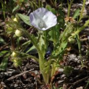 Nemophila, Meadow (Ft. Ord type) Nemophila, Meadow (Ft. Ord type)