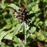 Cudweed, Purple Cudweed, Purple