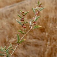 Saltbush, Australian Saltbush, Australian