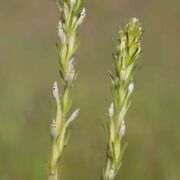 Owl's-clover, Narrow-leaved Owl's-clover, Narrow-leaved