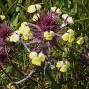 Butter-and-eggs Butter-and-eggs